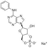 CAS#: 34051-30-4， N-Phenyl-Adenosine Cyclic 3',5'-(Hydrogen Phosphate)