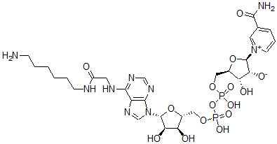 CAS 登录号：52213-58-8， 烟酰胺-N(6)-(N-(6-氨基己基)氨基甲酰甲基)腺嘌呤二核苷酸
