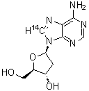 CAS#: 7074-96-6， 2'-Deoxy(8-<sup>14</sup>C)adenosine