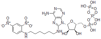 CAS#: 84563-30-4， 8-(2,4-Dinitrophenyl-2,6-Aminohexyl)Aminoadenosine 5'-Triphosphate