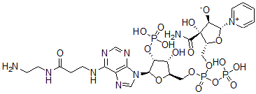 CAS 登录号：95754-67-9， N(6)-(N-(2-氨基乙基)氨基甲酰基)-NADP
